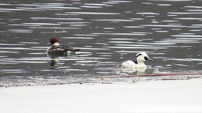 bielaczek  - Adam Ciosek