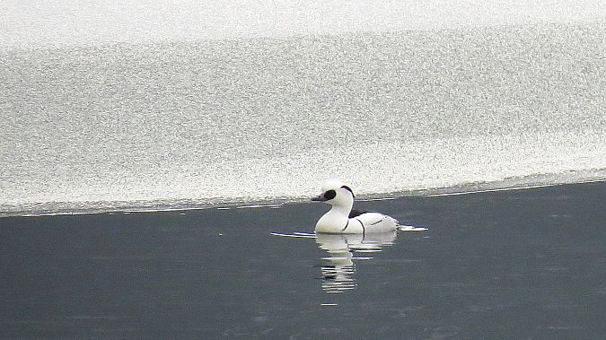 Zwergsäger  - Adam Ciosek