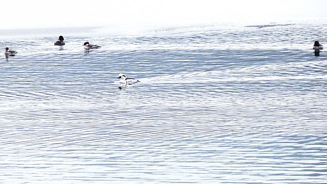 Zwergsäger  - Adam Ciosek