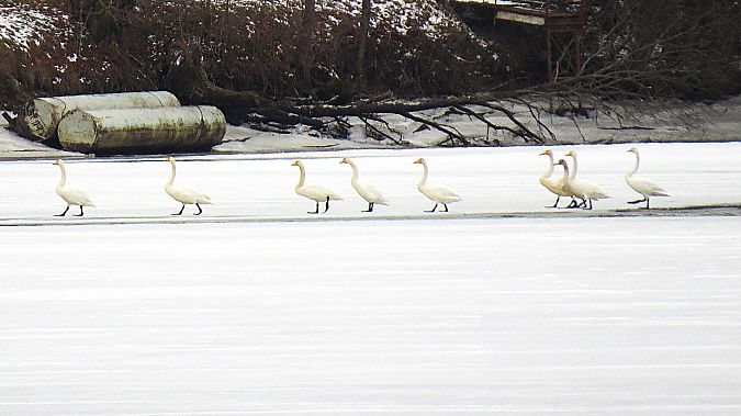 łabędź krzykliwy  - Adam Ciosek