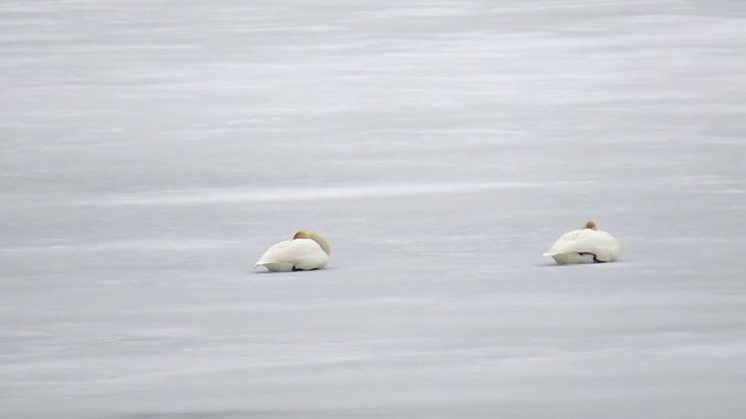 Singschwan  - Adam Ciosek