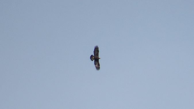 orzeł przedni  - Adam Ciosek