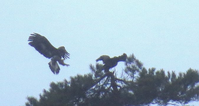 orzeł przedni  - Adam Ciosek