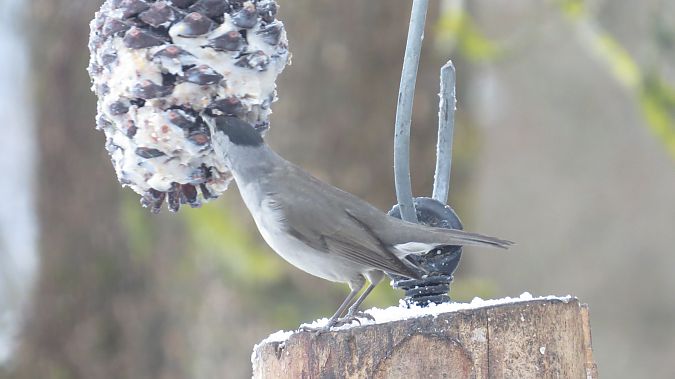 Mönchsgrasmücke  - Adam Ciosek