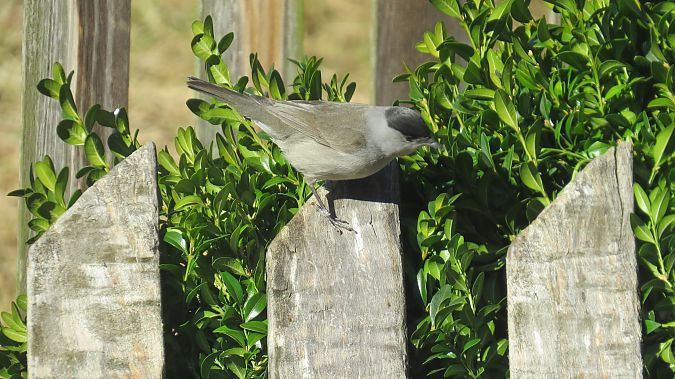 kapturka  - Adam Ciosek