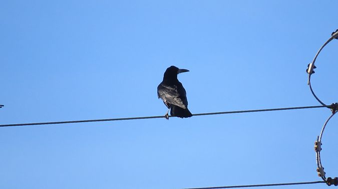 gawron  - Adam Ciosek