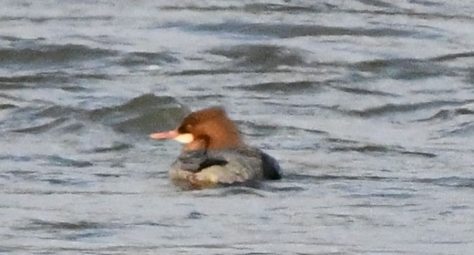 szlachar  - Rafał Berger