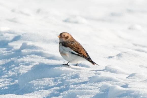 śnieguła  - Aleksey Andreyanov