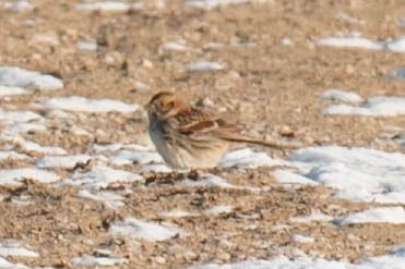 poświerka  - Aleksey Andreyanov
