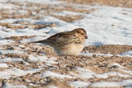 poświerka  - Aleksey Andreyanov