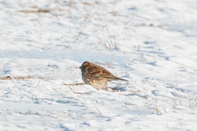 poświerka  - Aleksey Andreyanov