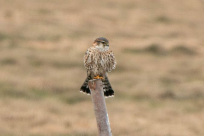 drzemlik  - Aleksey Andreyanov