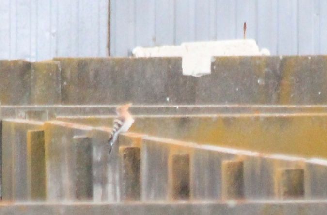 dudek  - Rafał Walczybok