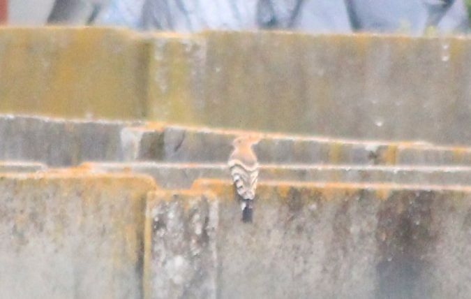 Wiedehopf  - Rafał Walczybok