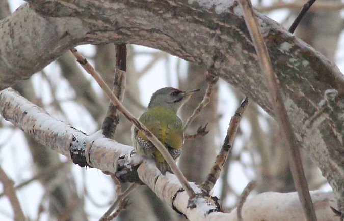 Grauspecht  - Rafał Walczybok