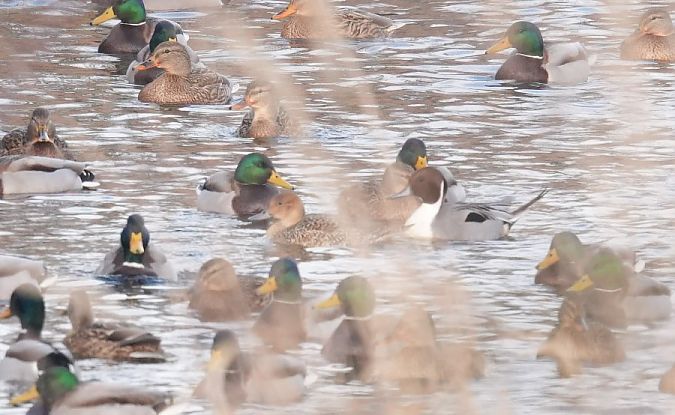 rożeniec  - Rafał Walczybok