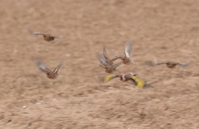 rzepołuch  - Rafał Walczybok