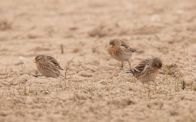 rzepołuch  - Rafał Walczybok