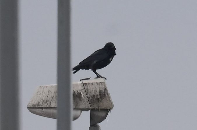 czarnowron  - Rafał Walczybok