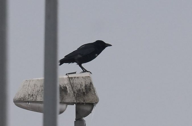 czarnowron  - Rafał Walczybok