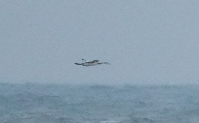 perkoz dwuczuby  - Rafał Walczybok