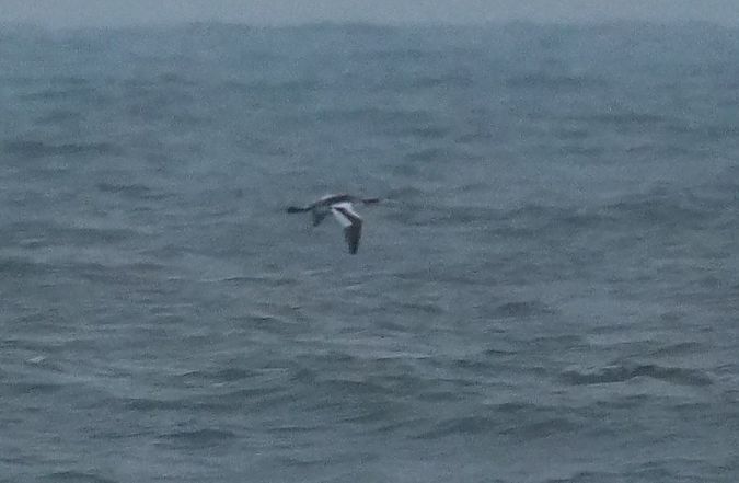 perkoz dwuczuby  - Rafał Walczybok