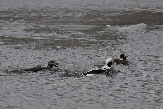 lodówka  - Rafał Walczybok