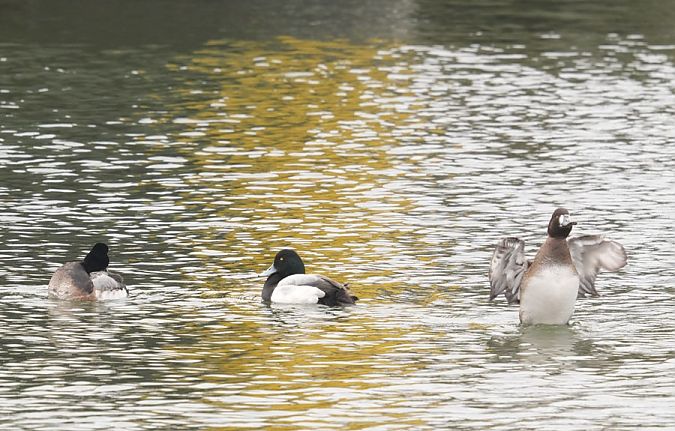 ogorzałka  - Rafał Walczybok