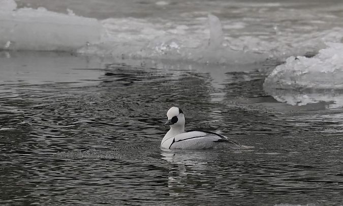 bielaczek  - Rafał Walczybok