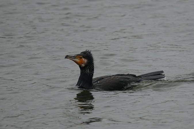 kormoran  - Rafał Walczybok