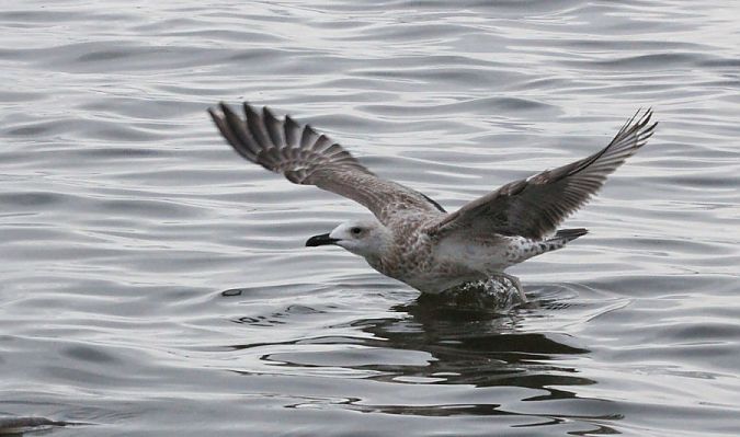 mewa białogłowa  - Rafał Walczybok