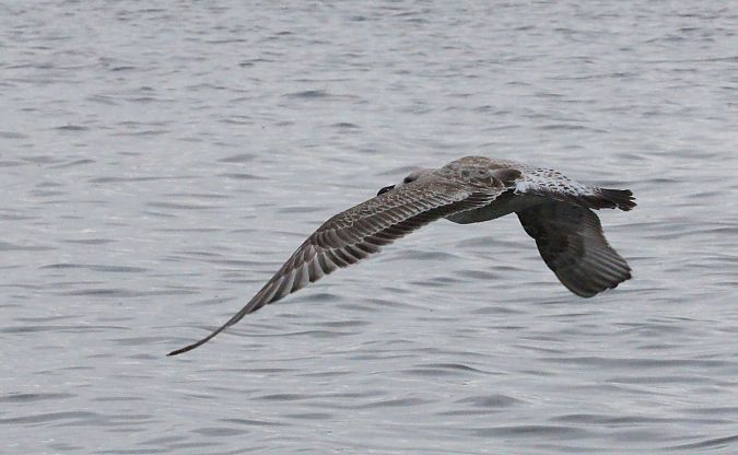 Steppenmöwe  - Rafał Walczybok