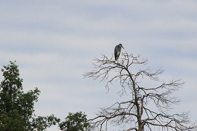 czapla siwa  - Rafał Walczybok