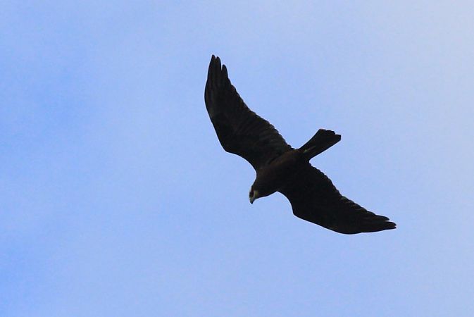 błotniak stawowy  - Rafał Walczybok