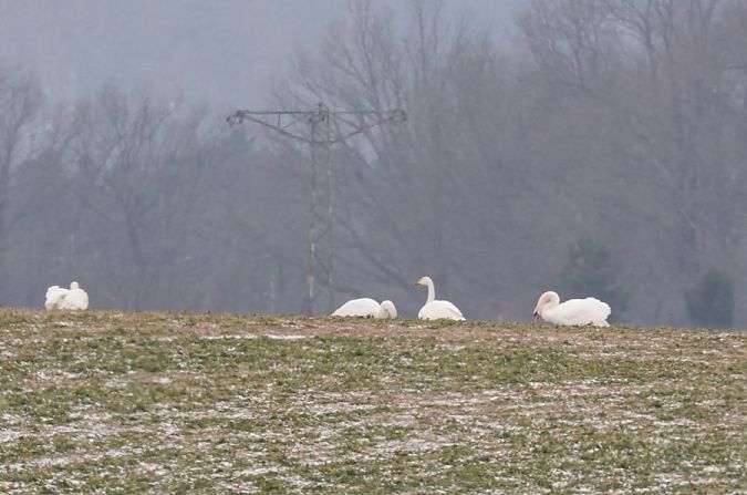 łabędź krzykliwy  - Rafał Walczybok