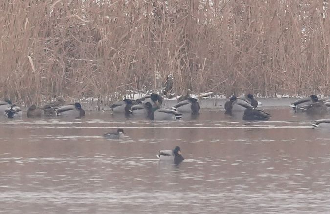 bielaczek  - Rafał Walczybok