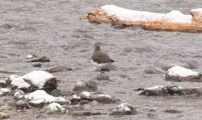 Waldwasserläufer  - Rafał Walczybok