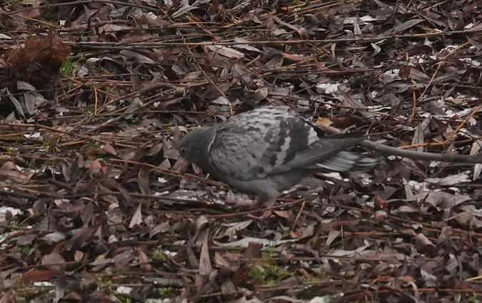 gołąb miejski  - Rafał Walczybok