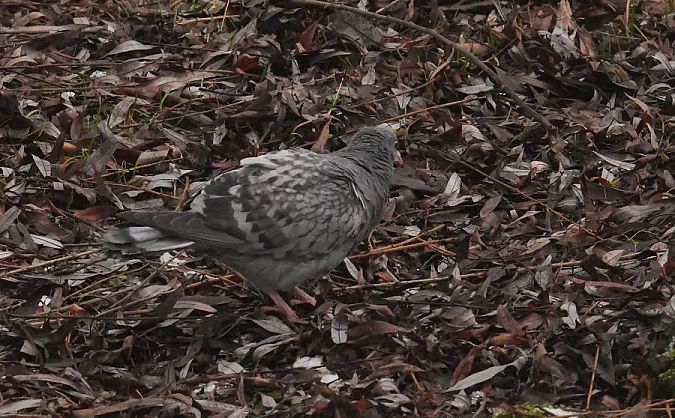 gołąb miejski  - Rafał Walczybok