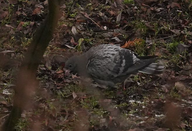 gołąb miejski  - Rafał Walczybok