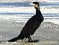kormoran 