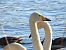 łabędź krzykliwy 