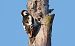 dzięcioł duży x białoszyi  - Jarosław Mydlak
