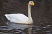 łabędź krzykliwy  - Krzysztof Czajowski