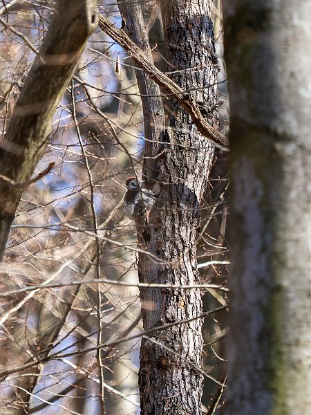 Pic à dos blanc  - Michał Szyndel