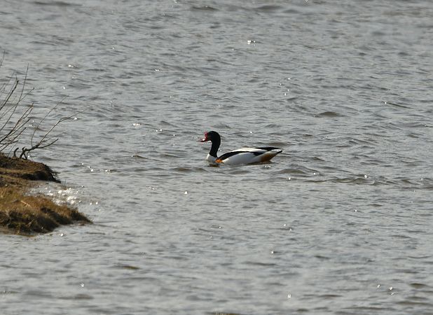 ohar  - Aleksander Niweliński