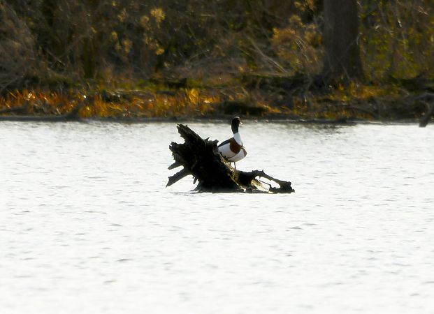 ohar  - Aleksander Niweliński