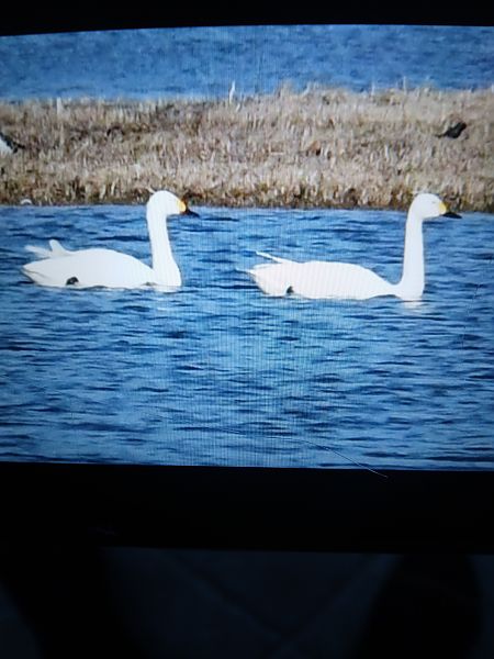 łabędź czarnodzioby  - Bogusław Popiołek