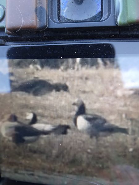 bernikla białolica  - Bogusław Popiołek