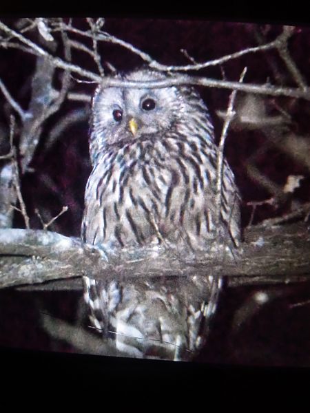 puszczyk uralski  - Bogusław Popiołek